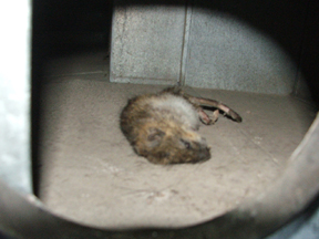 Rat in an Air Duct